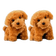 PetCuddle™